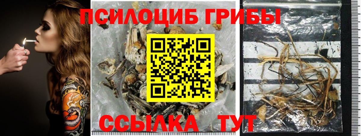 Псилоцибиновые грибы Psilocybine cubensis Котлас
